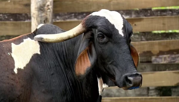 Vaca Esperança deu à luz a trigêmeos em Pancas