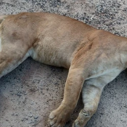 Corpo do animal foi encontrado na manhã de segunda-feira (23) e levado pela Ecovias 101 para uma instituição de pesquisa científica
