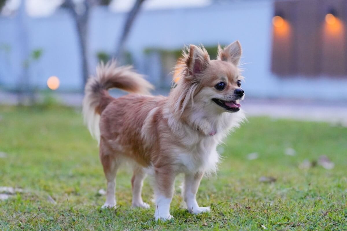 Apaixonados por história podem se inspirar em grandes personalidades na hora de escolher o nome do cachorro (Imagem: Ahtit Ngamjunyaporn | Shutterstock)