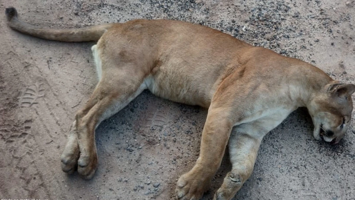 Onça-parda foi encontrada morta na BR 101, em Mimoso do Sul