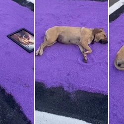 Autor do vídeo se surpreendeu com a repercussão e revela que o animal já é conhecido no bairro Barcelona