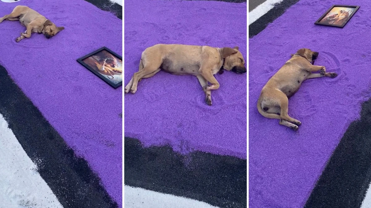 Cachorrinha vira “tapete 3D” em celebração de Corpus Christi na Serra
