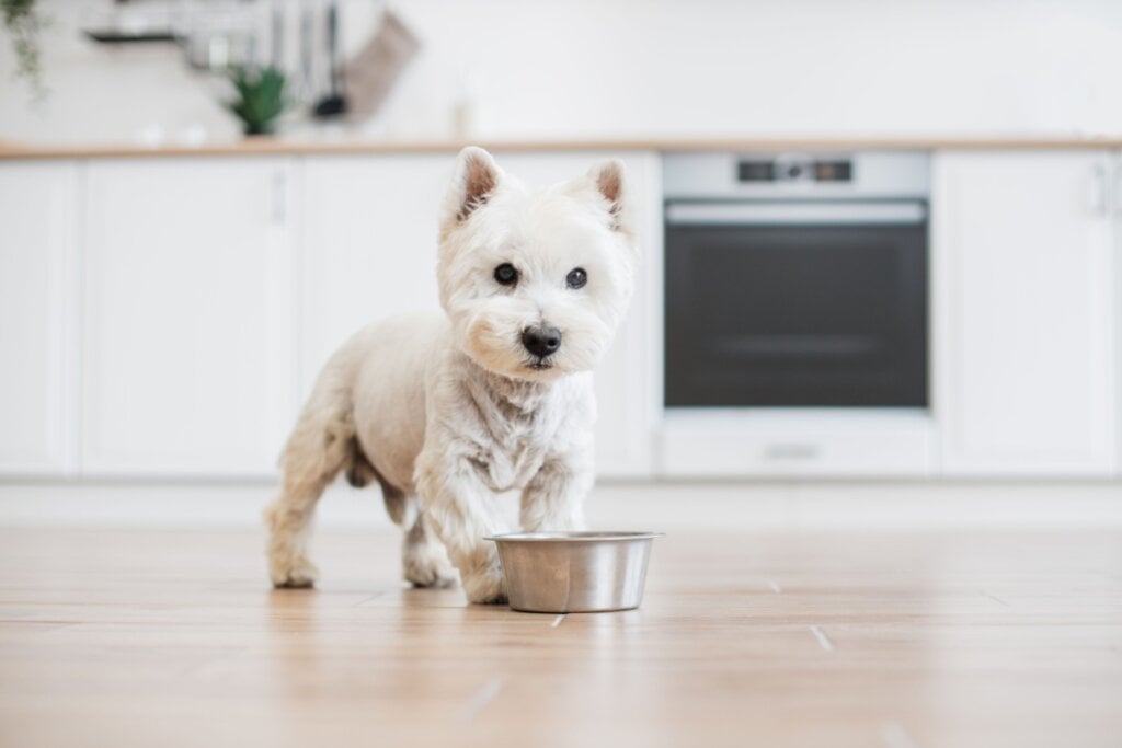 Para manter o cachorro da raça west highland white terrier saudável, é essencial evitar excessos e cuidar da nutrição (Imagem: SofikoS | Shutterstock)