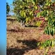 Imagem - PM Ambiental é acionada após relato de suposta onça em Cachoeiro