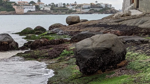 Aquilo me fez lembrar da estranha fartura de tartarugas nos mares de hoje. Digo isso porque, em toda a minha adolescência, nunca vi uma tartaruga nem sequer nas muitas dezenas de vezes que mergulhei em busca de lagostas nas encostas das ilhas
