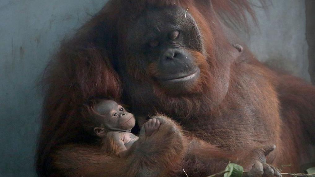 Imagem BBC Brasil