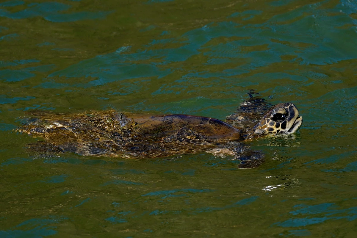 Tradicional procissão marítima durante os festejos de São Pedro, padroeiro dos pescadores por Fernando Madeira