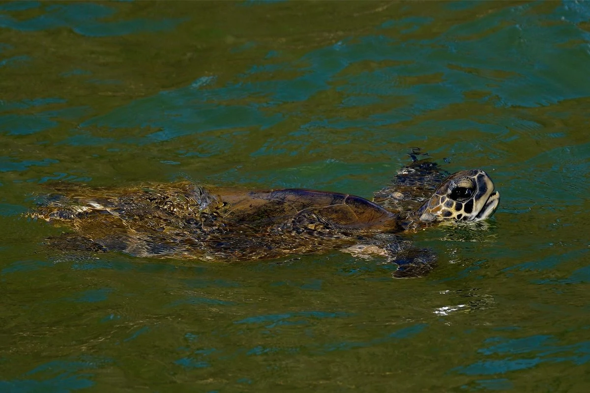 Tradicional procissão marítima durante os festejos de São Pedro, padroeiro dos pescadores por Fernando Madeira