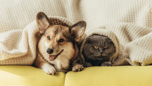 Descubra os melhores produtos e dicas essenciais para manter cães e gatos confortáveis e saudáveis durante o inverno brasileiro