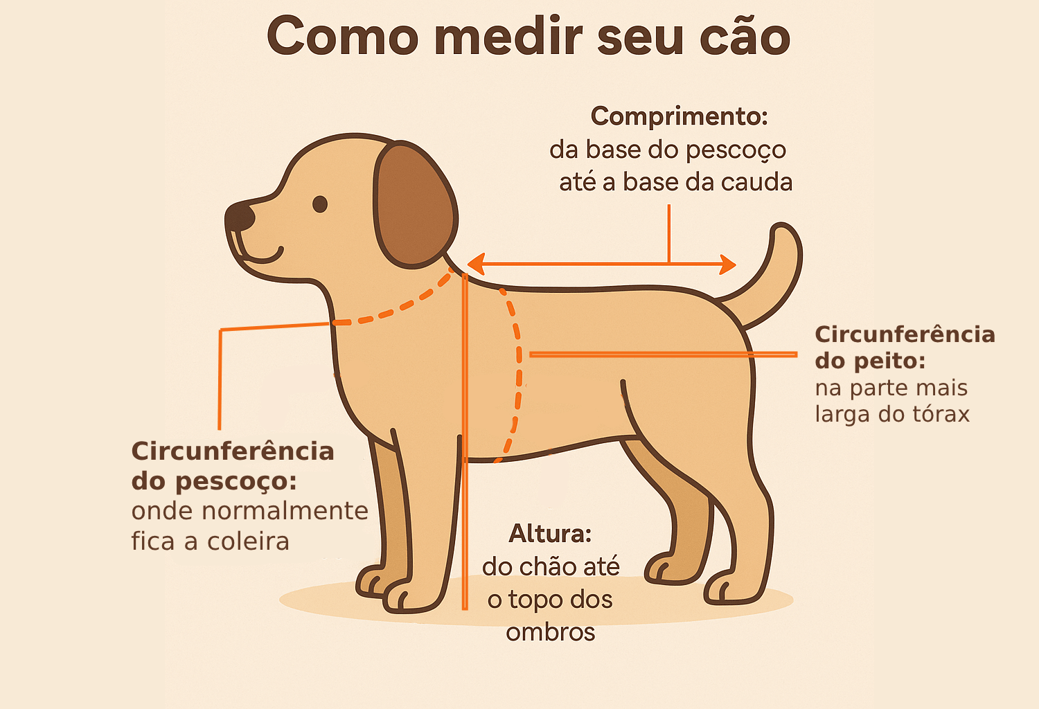 Medir o seu pet é essencial para comprar agasalhos. Crédito: Canva