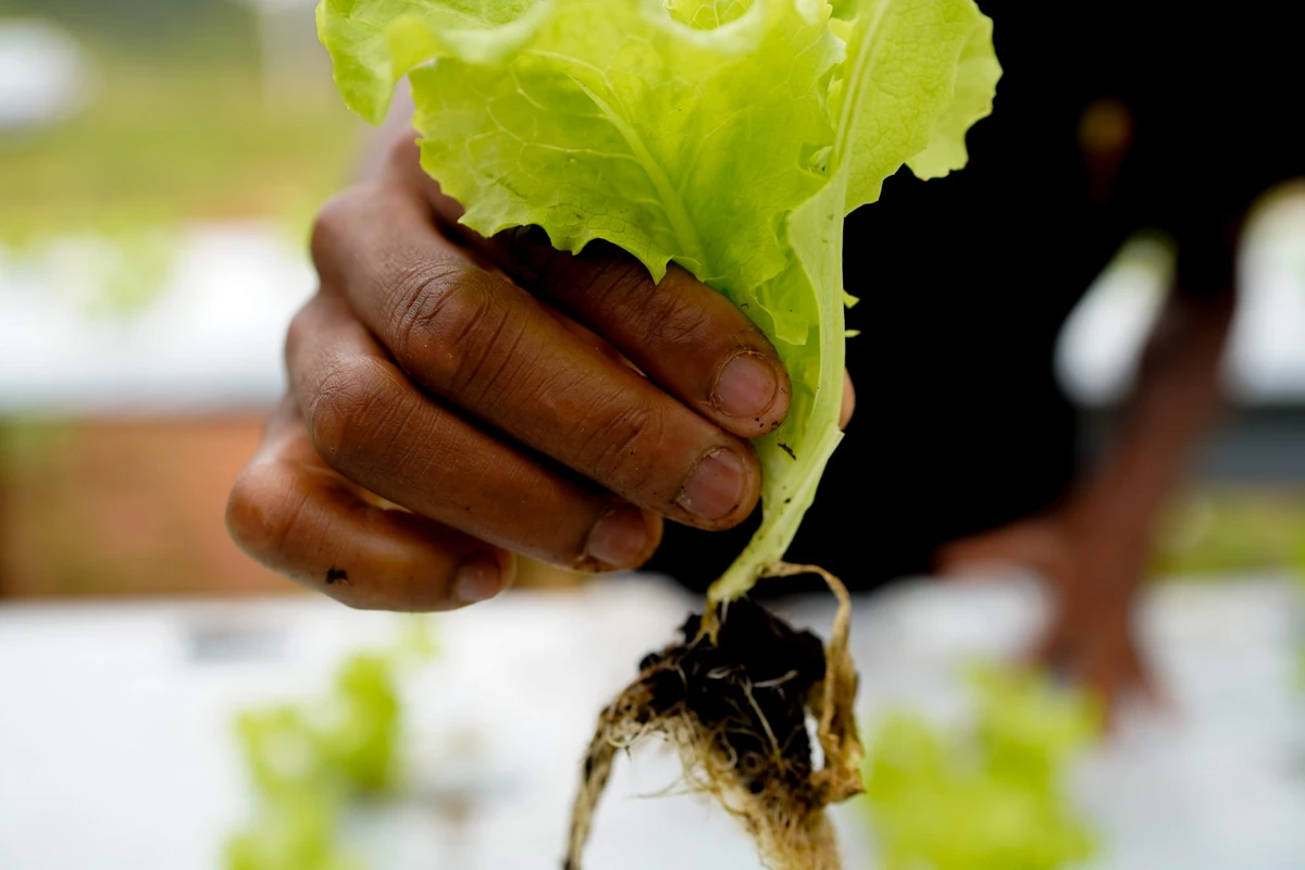 Comunidade Quilombola São Pedro, Ibiraçu por Fernando Madeira