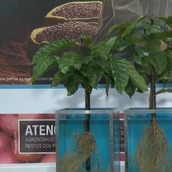 Com 40 expositores, feira apresenta produtos biológicos e novos inseticidas e conecta produtores às tecnologias do setor; evento vai até sábado (5), em Nova Venécia