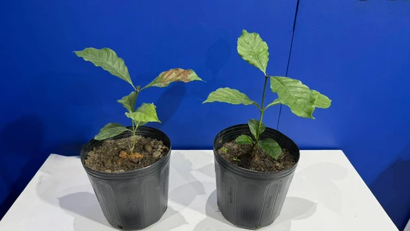 Bioativador, apresentado pela Syngenta durante evento, atua diretamente na fisiologia das plantas para ajudá-las a superar condições adversas