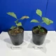 Imagem - TecnoAgro: novo produto ajuda plantas a resistir o estresse climático