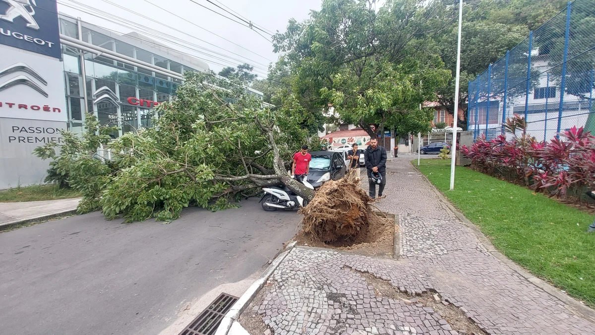Árvore cai sobre carro e moto em Vitória. por Caíque Verli