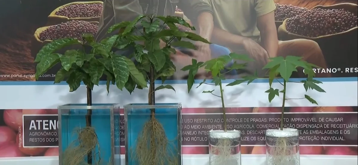 Novo produto biotecnológico induz o maior volume de raízes e folhas nas plantas