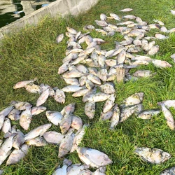 Família vai trabalhar no fim de semana para concluir a retirada dos peixes que estão no fundo do poço e causam um forte odor no sítio