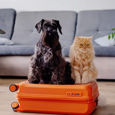 Imagem - Viajar com pets ou deixá-los em hotel? Veja dicas para uma escolha segura