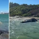Imagem - Baleia-jubarte é encontrada morta na Praia do Morro em Guarapari