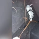 Imagem - Caso Lázaro: fios e pedaço de cano foram encontrados em carro periciado