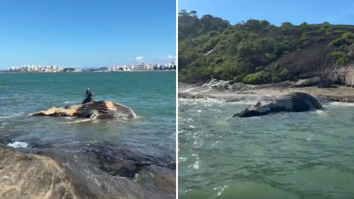 Baleia-jubarte aparece morta na Praia do Morro, em Guarapari.