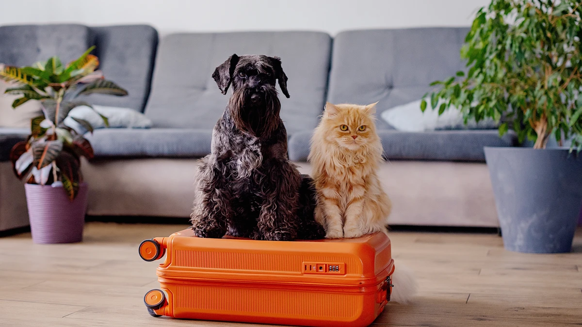 Cachorro e gato / Viagem / Pets / Mala de viagem