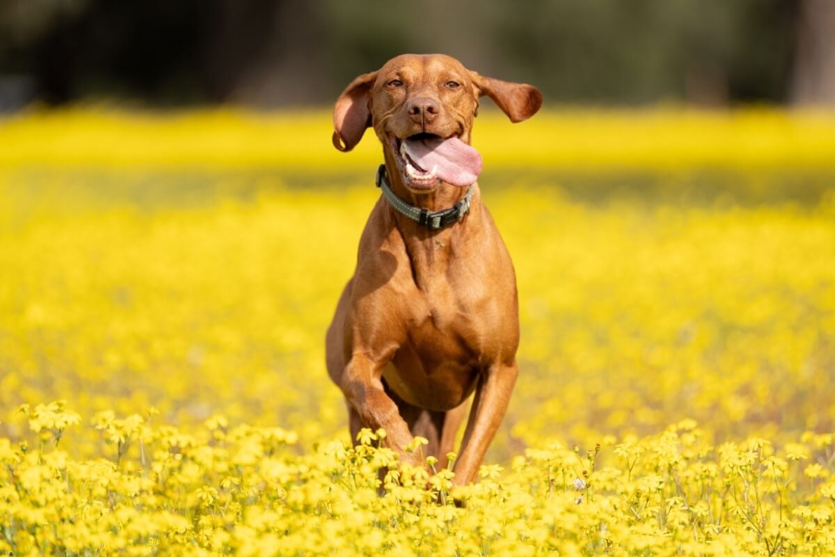 Os 7 Melhores Cães para Correr: Encontre o Seu Parceiro Ideal!