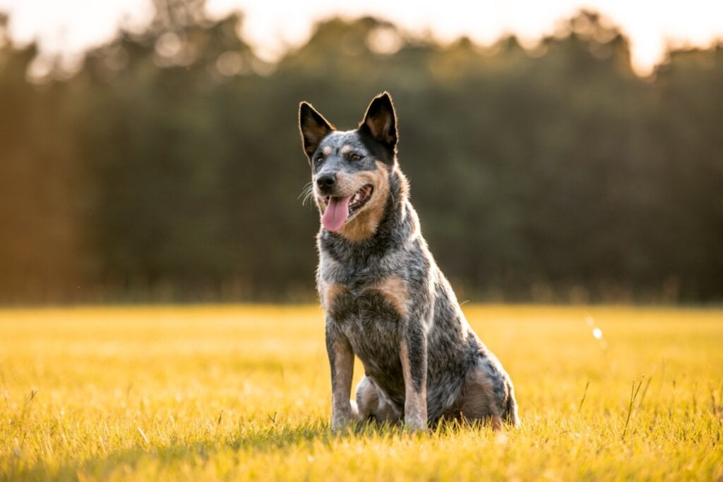 O boiadeiro australiano é uma excelente escolha para corridas em trilhas, terrenos acidentados e trajetos longos (Imagem: Tanya Consaul Photog | Shutterstock)