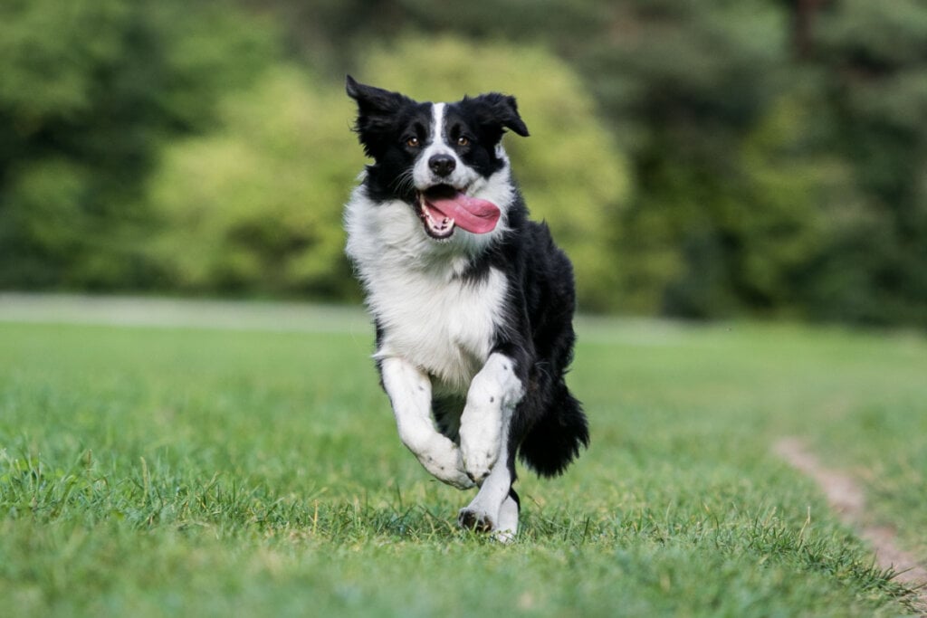 O border collie pode acompanhar tutores em corridas de longa distância (Imagem: Aneta Jungerova | Shutterstock)