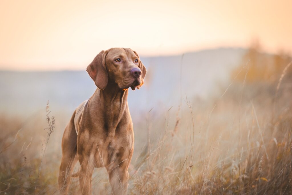 O vizsla se adapta bem a treinos intensos e longas corridas (Imagem: TMArt | Shutterstock)
