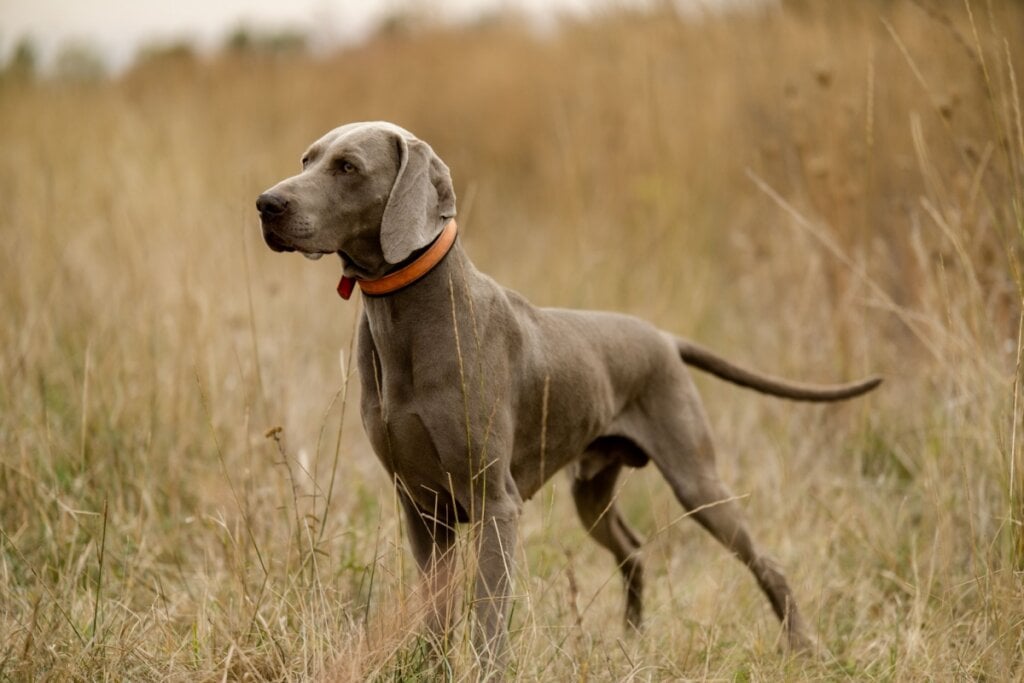 O weimaraner é um parceiro ideal para corridas de média e longa distância (Imagem: Sushitsky Sergey | Shutterstock)