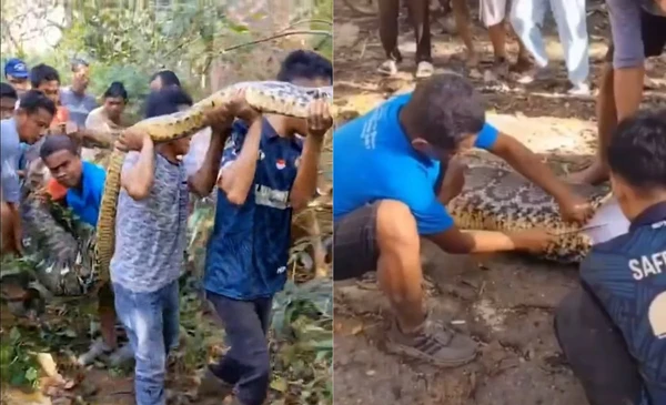  População abriu píton para resgatar corpo do agricultor