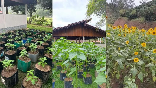 Casal planta mais de mil girassóis em Venda Nova do Imigrante, Espírito Santo, para decorar próprio casamento