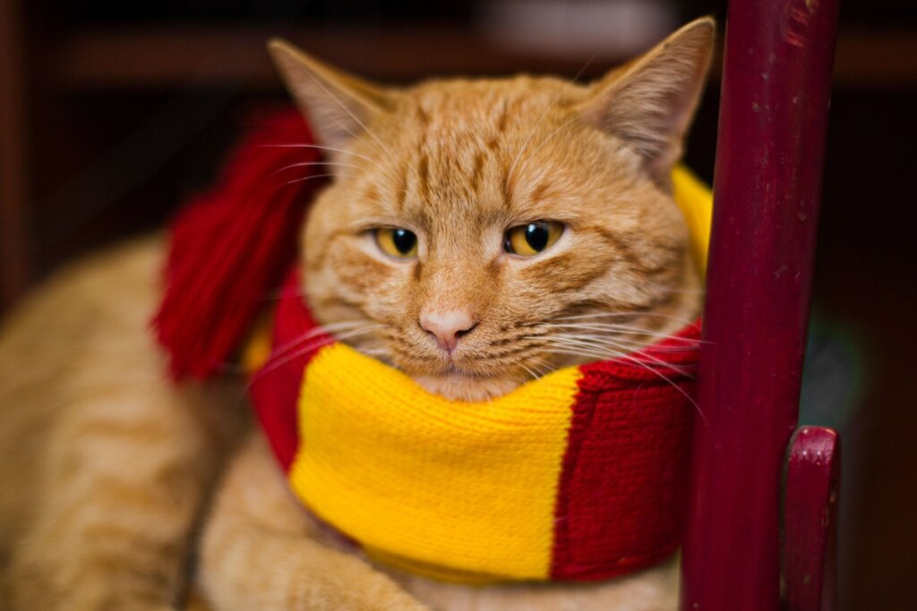 O nome Hermione combina com gatas inteligentes e corajosas (Imagem: Larisa Lo | Shutterstock)