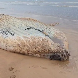 Animal estava em decomposição e, segundo fotógrafo, aparentava ser um filhote; Instituto Orca foi acionado