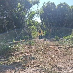 Segundo o Iema, suprimir vegetação sem autorização prévia configura infração e crime ambiental, com punições que incluem multa, detenção e recuperação da área