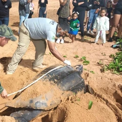 Considerada a maior espécie de tartaruga marinha do mundo e gravemente ameaçada de extinção, animal foi visto por moradores na faixa de areia, em Jacaraípe