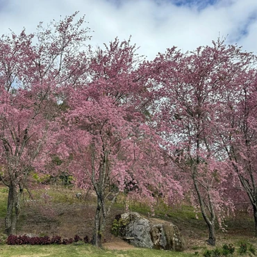 Imagem - Espetáculo natural: veja fotos do bosque das cerejeiras em Alfredo Chaves