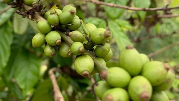 Alteração é uma boa notícia para o Espírito Santo, uma vez que os EUA são os maiores compradores das exportações de café capixaba