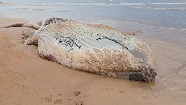 Animal estava em decomposição e, segundo fotógrafo, aparentava ser um filhote; Instituto Orca foi acionado