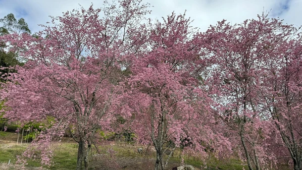 São mais de 320 árvores floridas que, todos os anos, atraem visitantes apaixonados por natureza e fotografia