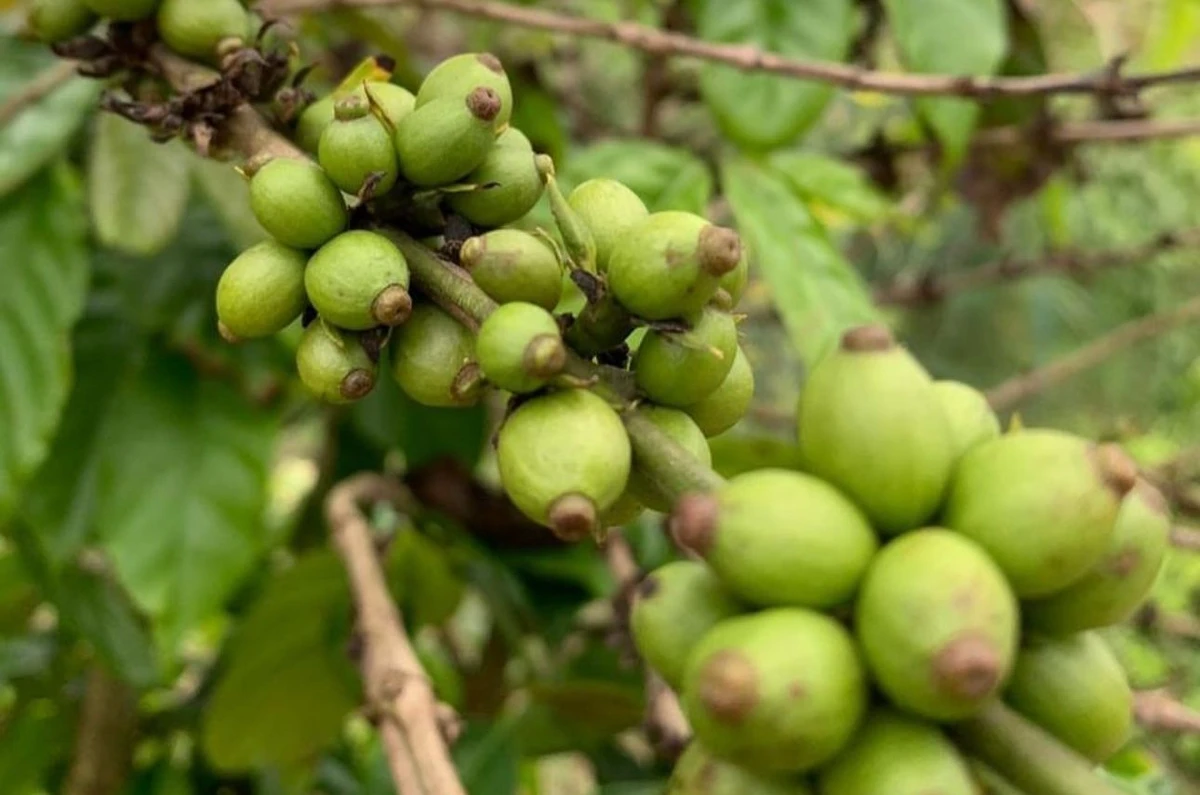 A Fazenda Giori é especializada na produção de café conilon, com 40 mil pés cultivados e mais 60 mil em preparação
