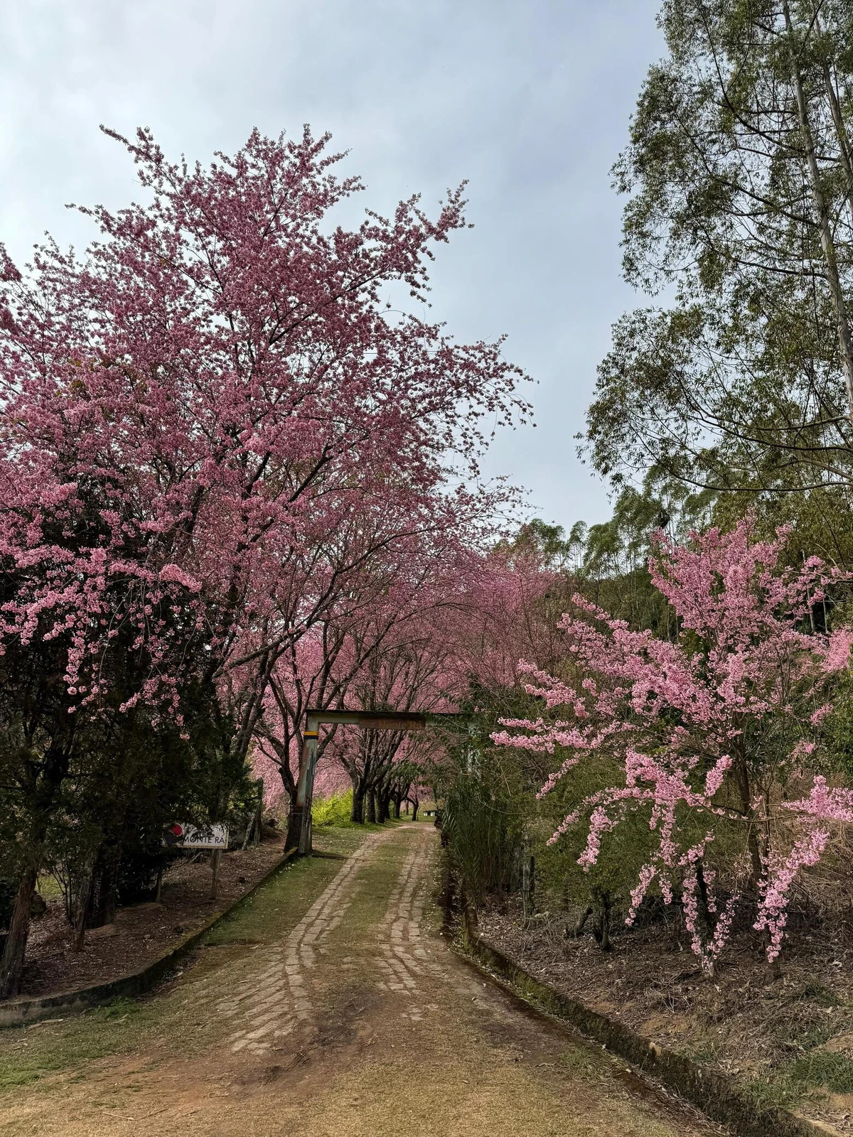 Cerejeiras em Alfredo Chaves atingem ápice da floração por Secretaria de Comunicação Social/Dirceu Cetto/Higor Rigotti