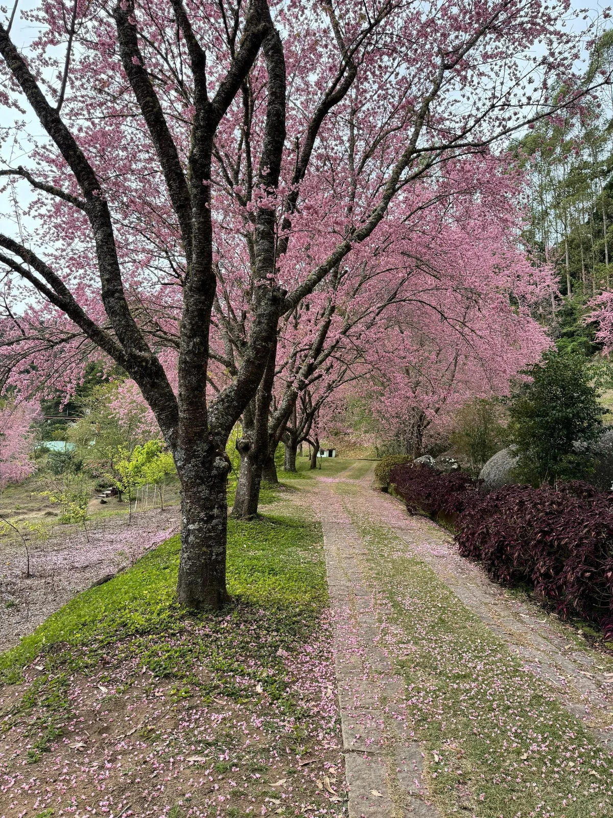 Cerejeiras em Alfredo Chaves atingem ápice da floração por Secretaria de Comunicação Social/Dirceu Cetto/Higor Rigotti