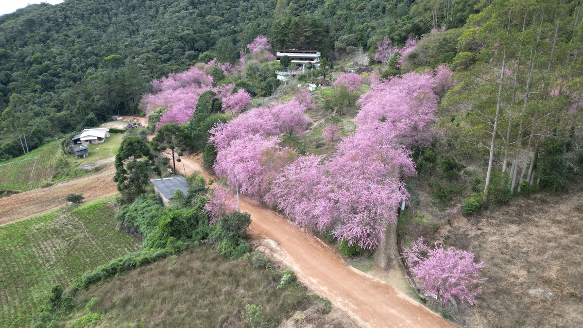 Cerejeiras em Alfredo Chaves atingem ápice da floração