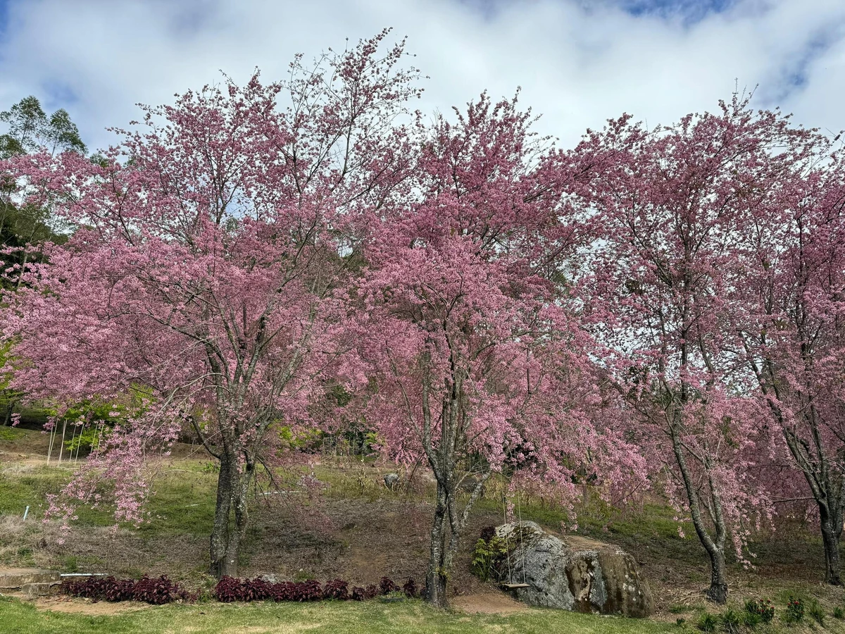 Cerejeiras em Alfredo Chaves atingem ápice da floração