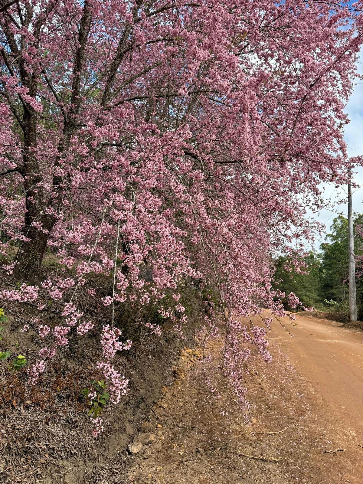 Cerejeiras em Alfredo Chaves atingem ápice da floração por Secretaria de Comunicação Social/Dirceu Cetto/Higor Rigotti
