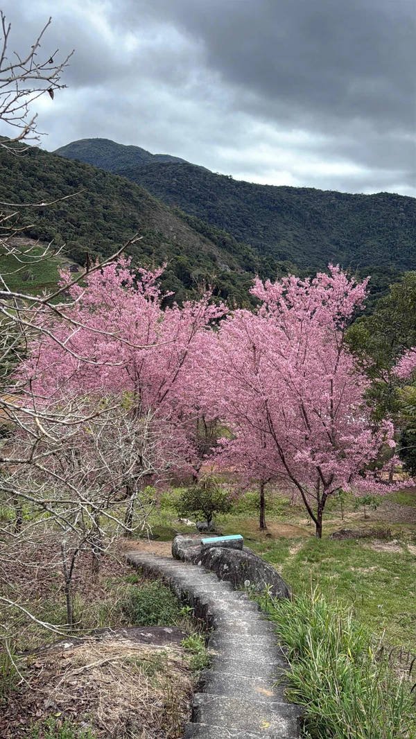 Cerejeiras em Alfredo Chaves atingem ápice da floração por Secretaria de Comunicação Social/Dirceu Cetto/Higor Rigotti