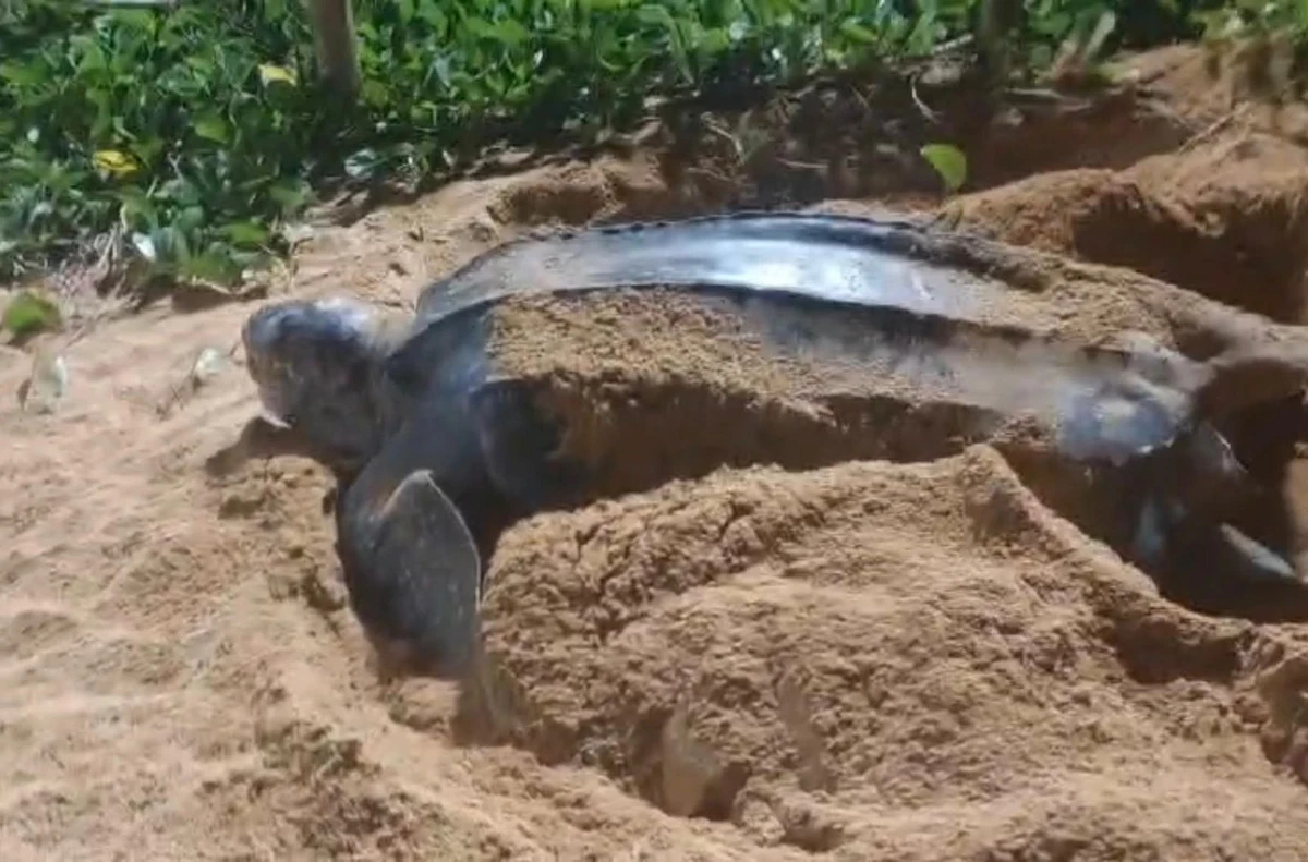 Tartaruga-de-couro é flagrada em praia de Jacaraípe por Divulgação | Polícia Militar