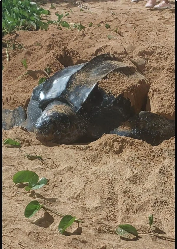 Tartaruga-de-couro é flagrada em praia de Jacaraípe por Divulgação | Polícia Militar